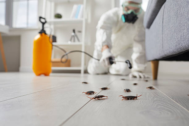 Post-Treatment Bed Bug Interceptor Monitoring in Morris